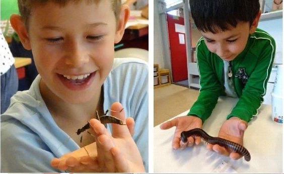 Insecten En Kriebelbeestjes Natuurgids Alkmaar