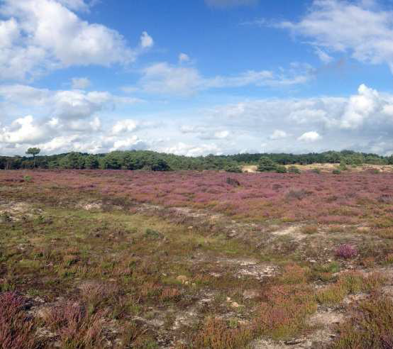 Schoolreisje of excursie op maat in de Schoorlse Duinen