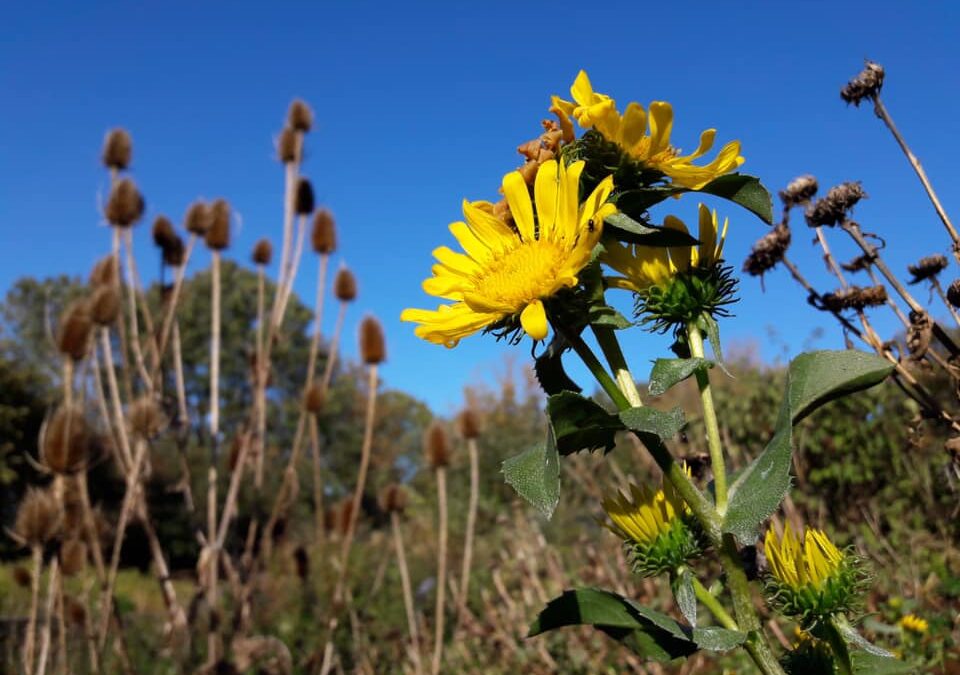 Zadenles bij Hortus Alkmaar