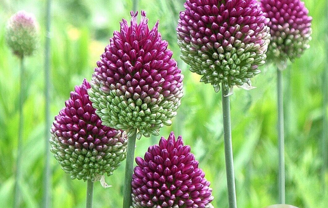 De schooltuin, voor vlinders en bijen 