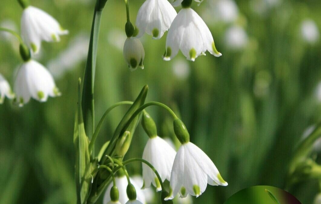 Biologische bloementuin aanleggen