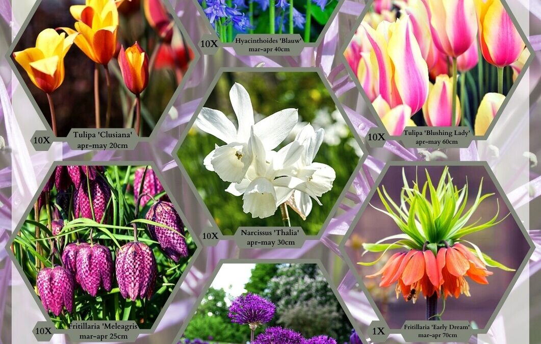 Sponsoractie voor scholen met biologische bloembollen