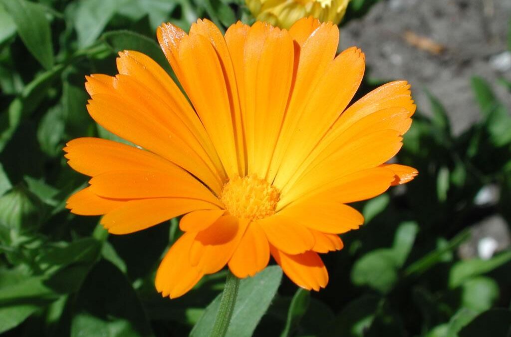 Geneeskrachtige planten en kruiden