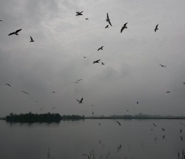 winter-vogelvaartocht