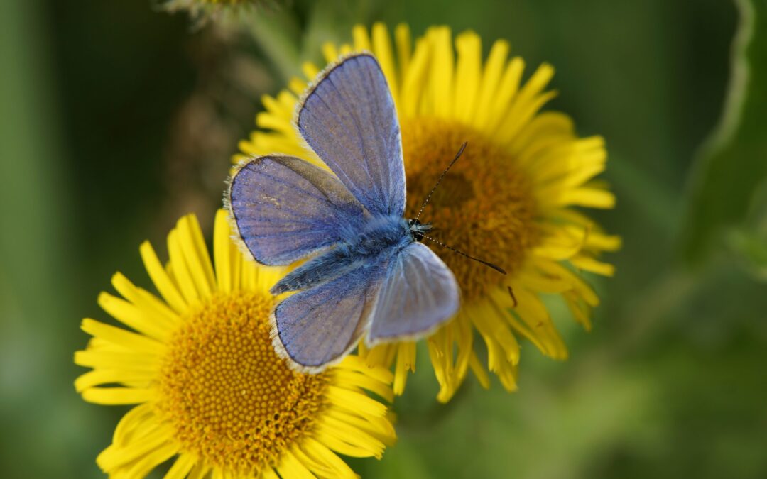 Samenhang tussen bloemen en insecten