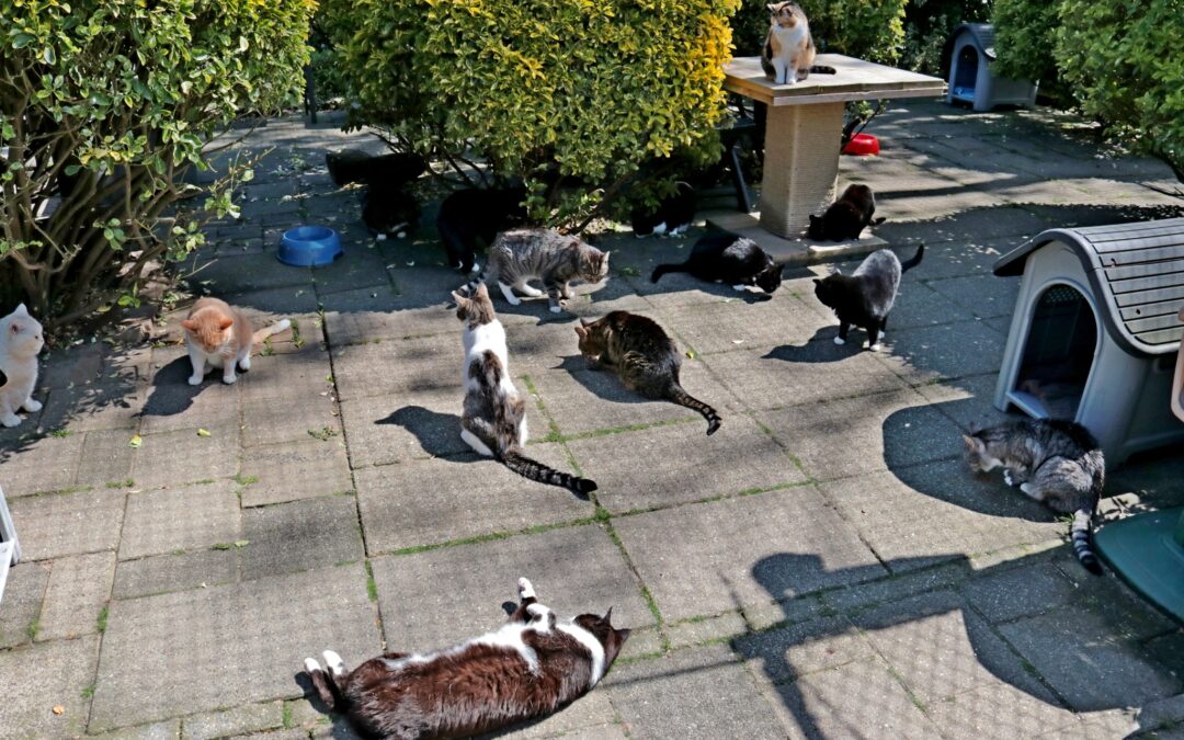 Bezoek de kattenopvang van Stichting Zwerfdier