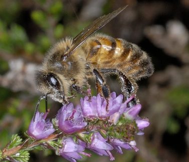 Apis mellifera 5, Honingbij, Saxifraga-Ab H Baas