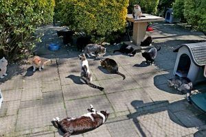 natuurgids-alkmaar-dieren-dierenwelzijn-00