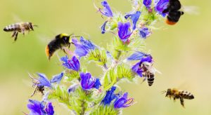 bijentelling_campagnebeeld_0-300x164