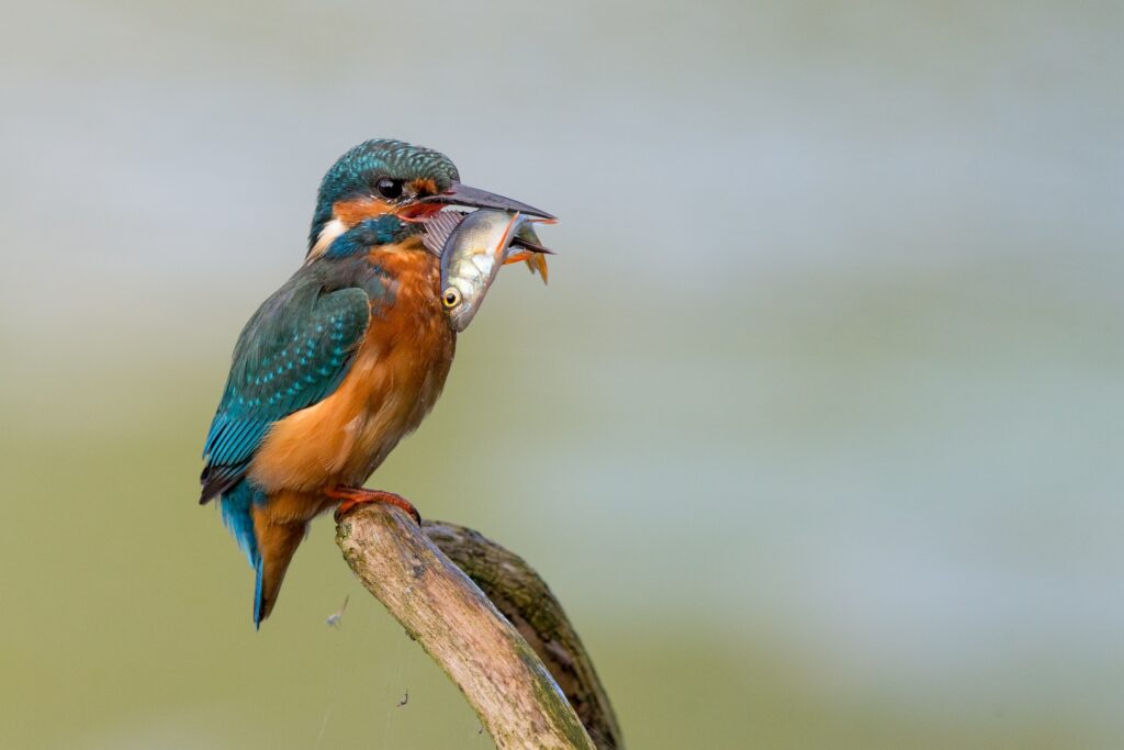 IJsvogel-foto-W.-De-Groot-1-1024×683