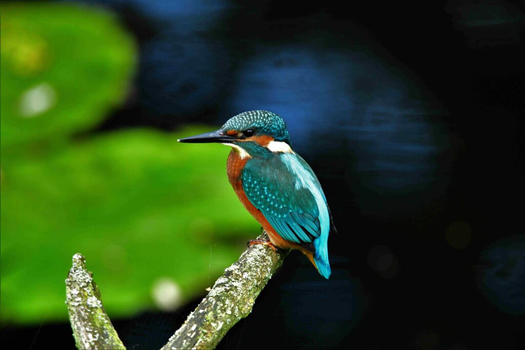 Ijsvogel door Nick Veenendaal in Hortus Alkmaar KR
