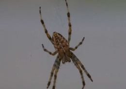 Spin 260×185
