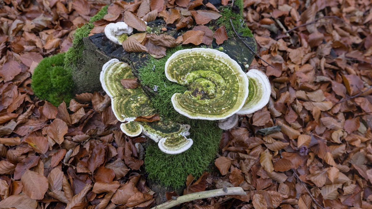 bos-van-zichzelf-beukenbos Bos van zichzelf beukenbos