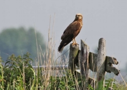Bruine kiekendief 260×185
