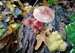paddenstoelen-260×185 Paddenstoelen 260×185