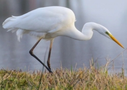 Zilverreiger 260×185