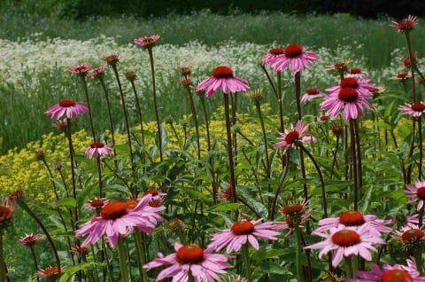 Kruidenworkshop Marieke in Hortus Alkmaar herfst LR–480×318